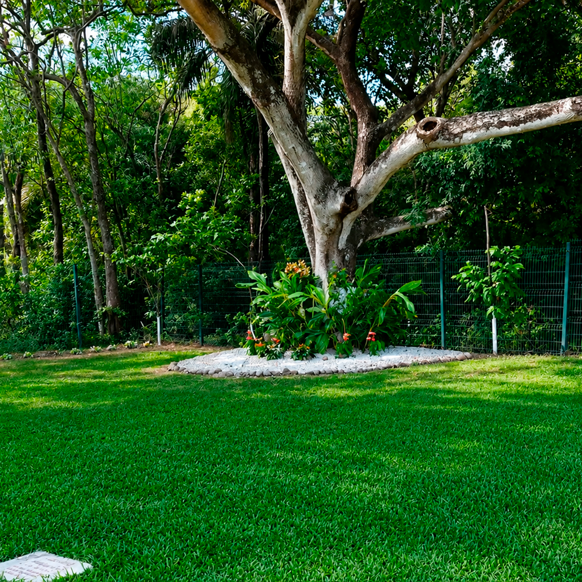 Árbol memorial